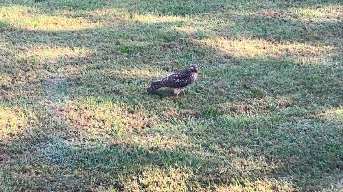 Red-shouldered Hawk