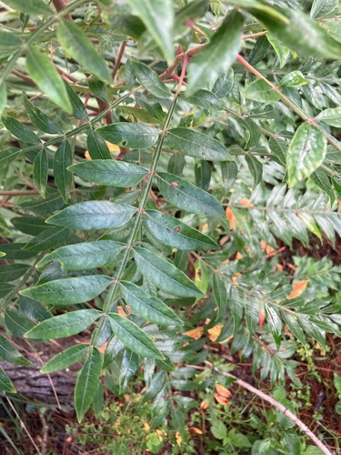 shining sumac