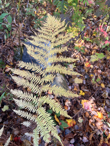 northern lady fern