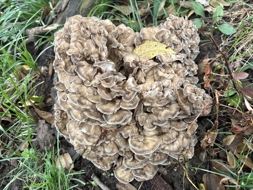 hen of the woods