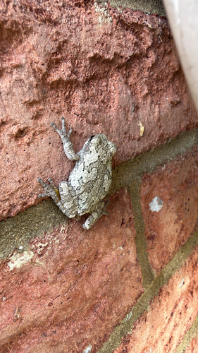 Cope's Gray Tree Frog
