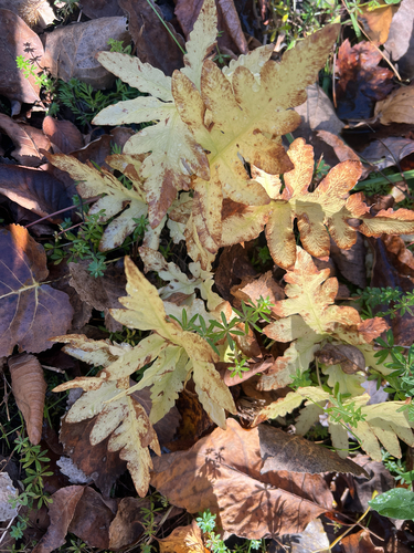sensitive fern