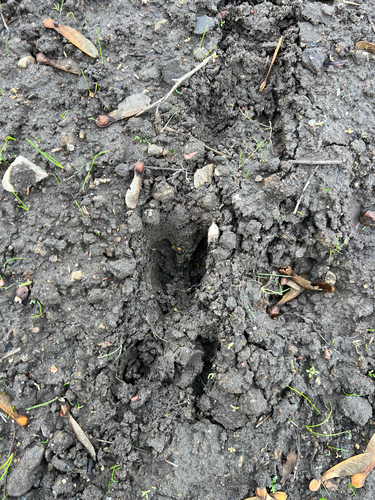 Western Roe Deer