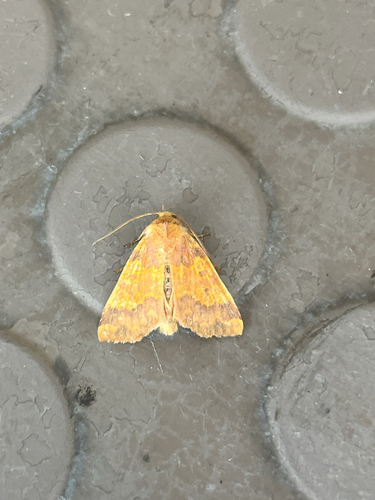 Barred Sallow