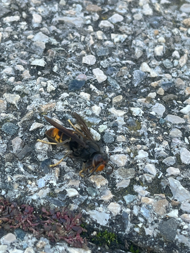 Vespa velutina nigrithorax