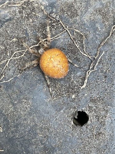 Cross Orbweaver