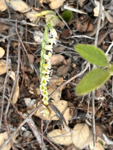 Autumn Ladies' Tresses
