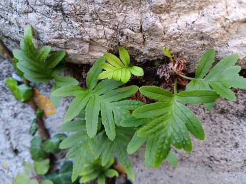 southern polypody