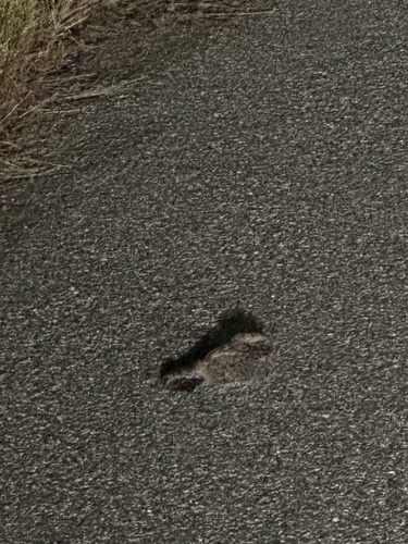 Common Poorwill observed by dylanaasen