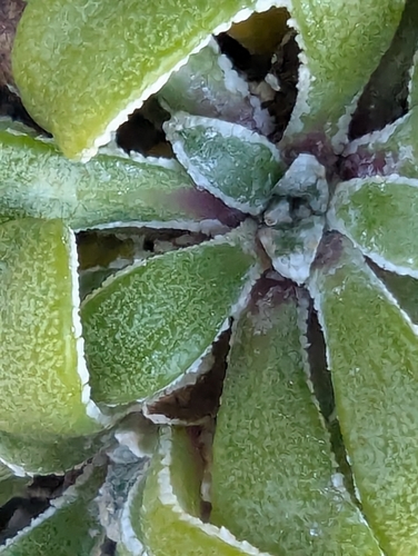 Saxifraga × lantoscana