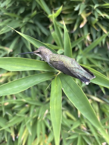 Black-chinned Hummingbird observed by jimjim71