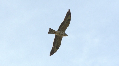 Mississippi Kite observed by santiago_pineda