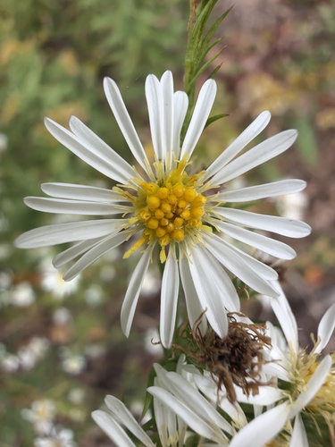 Frost Aster