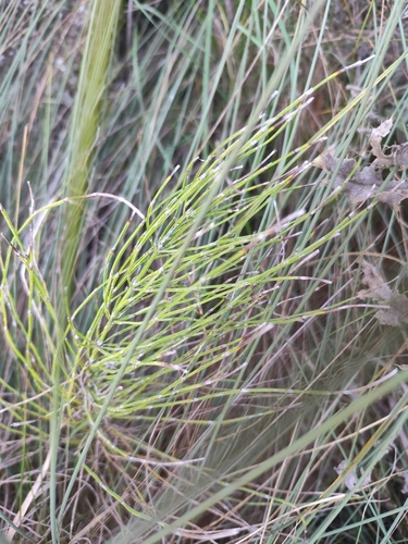 field horsetail