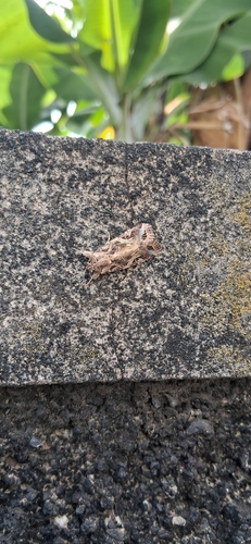Mediterranean Brocade