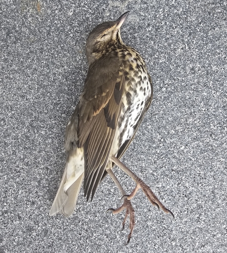 Song Thrush
