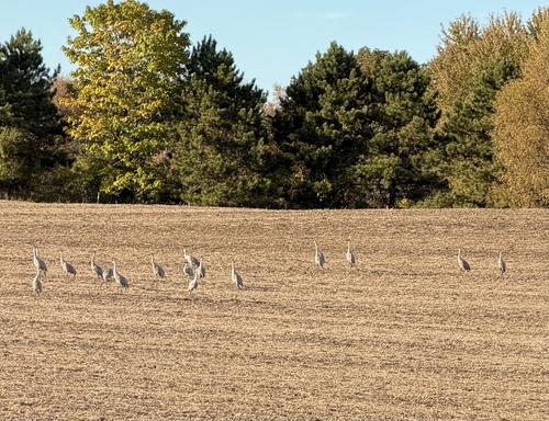 Sandhill Crane