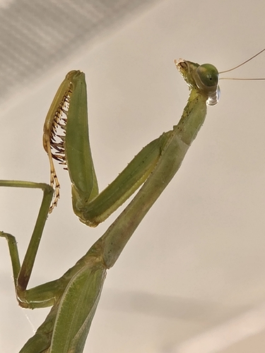 Carolina Mantis