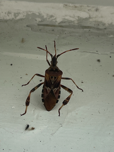 Western Conifer Seed Bug