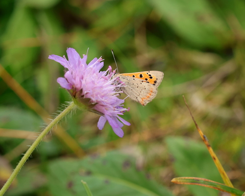 Small Copper