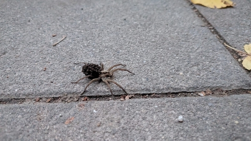 Radiated Wolf Spider