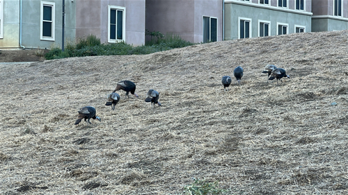 Wild Turkey
