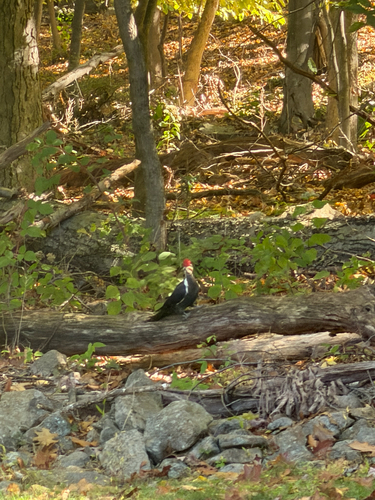 Pileated Woodpecker