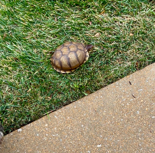 Three-toed Box Turtle