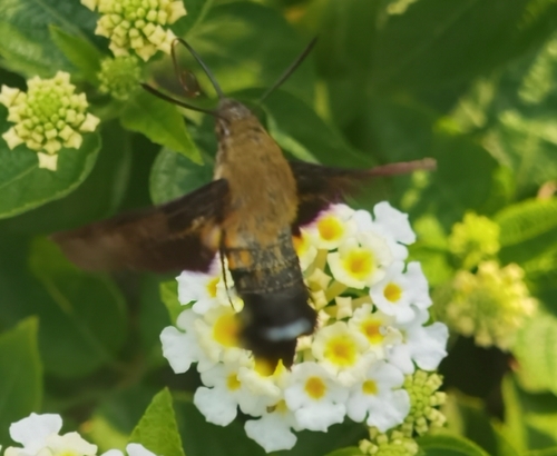 Humble Hummingbird Hawkmoth