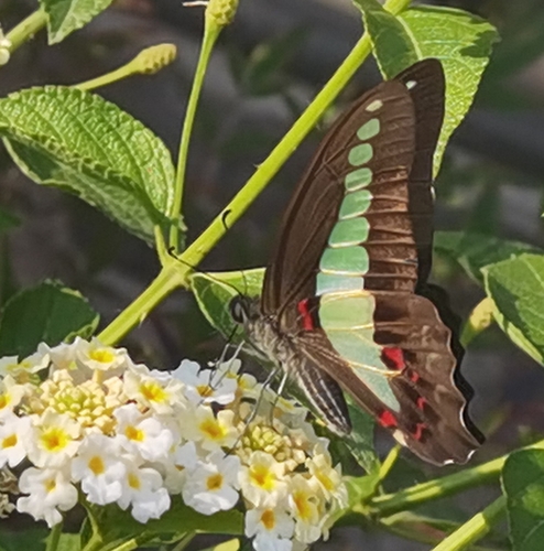 Common Bluebottle