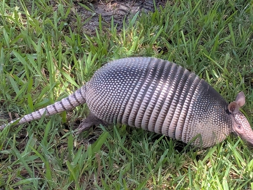 Mexican Long-nosed Armadillo