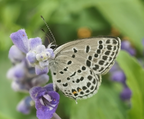 Tongeia filicaudis