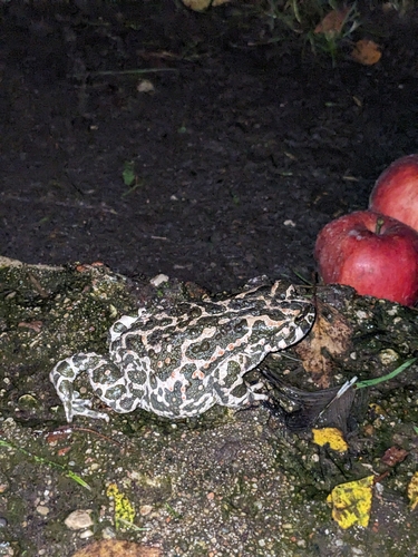 Green Toad