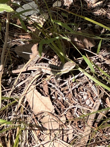 Rose-bellied Lizard