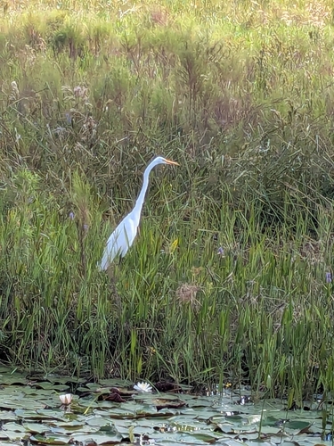 Great Egret
