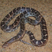 Texas Glossy Snake - Photo (c) micahearnest90, all rights reserved