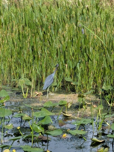 Little Blue Heron