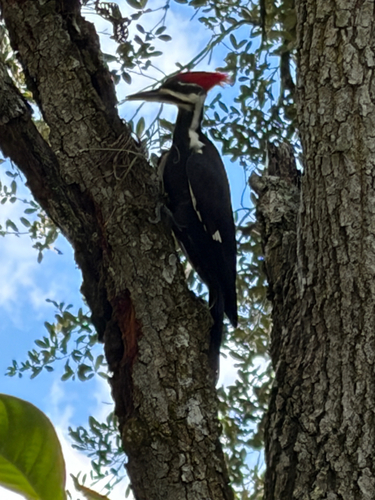 Pileated Woodpecker