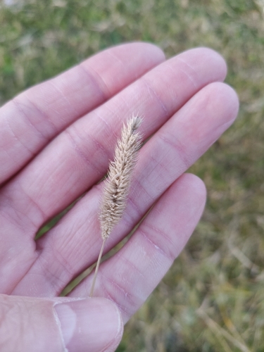 Timothy grass