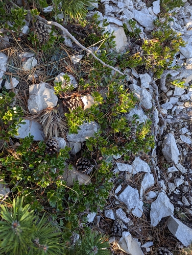bearberry