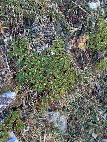 Musky Saxifrage