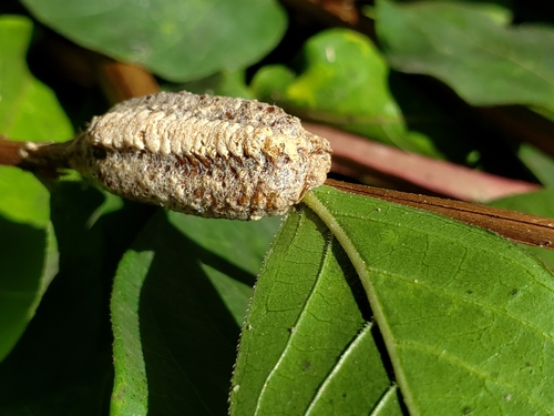 Carolina Mantis