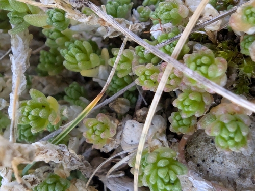 Biting Stonecrop