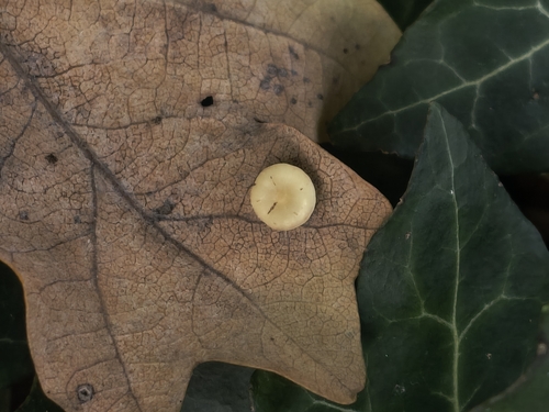 Smooth Spangle Gall Wasp