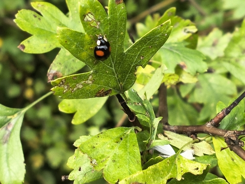 Asian Lady Beetle