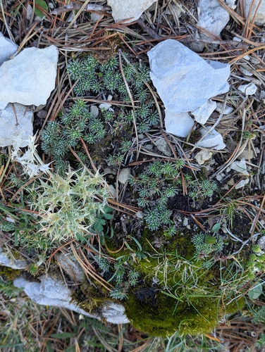 Androsace vitaliana cinerea