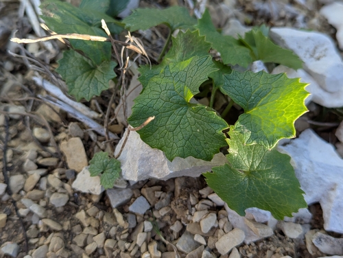 garlic mustard