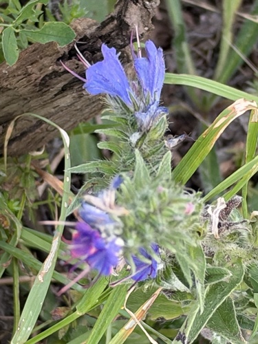 viper's-bugloss
