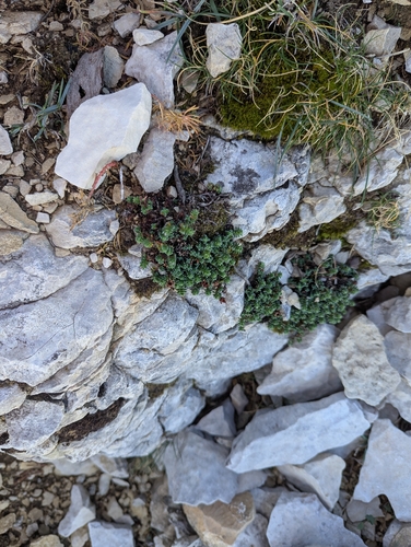 Purple Saxifrage