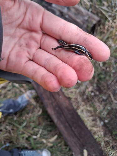 Common Five-lined Skink observed by noahkearns